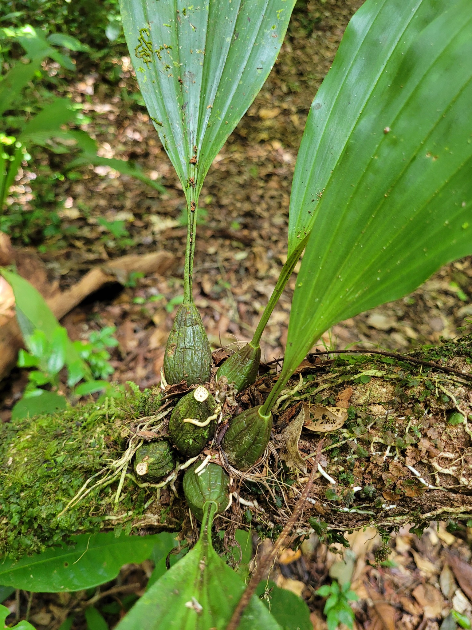 Imagem de Orquídea-tigre