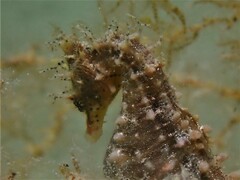 Hippocampus breviceps