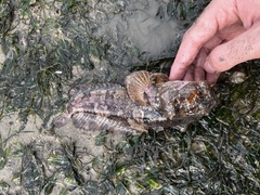 Batrachomoeus trispinosus