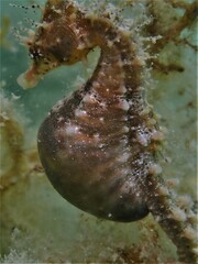 Hippocampus breviceps