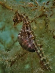 Hippocampus breviceps