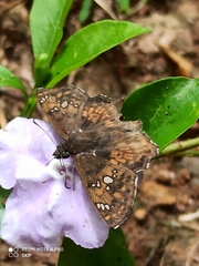 Caprona ransonnettii