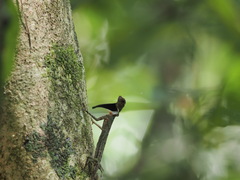 Draco melanopogon
