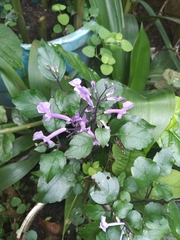 Plectranthus
