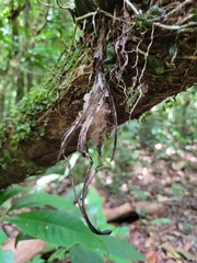 Stanhopea grandiflora
