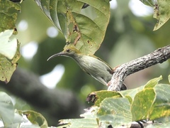 Arachnothera modesta