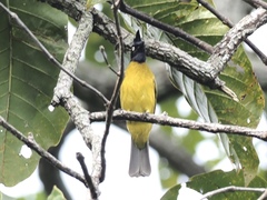 Rubigula flaviventris