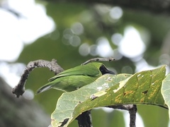 Chloropsis cyanopogon