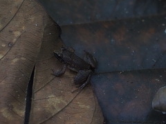 Limnonectes hascheanus