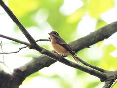 Muscicapa ferruginea