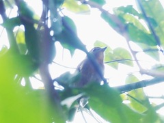 Cyornis glaucicomans