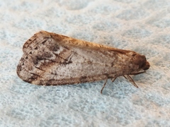 Erannis declinans
