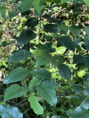 Pseudophyllanthus ovalis