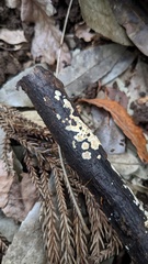 Basidioradulum radula