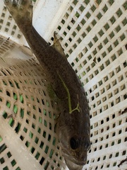 Micropterus floridanus