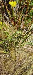 Irideae