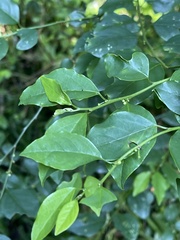 Pseudophyllanthus ovalis