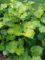 Polyscias scutellaria