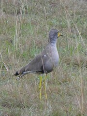 Vanellus senegallus