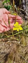 Irideae
