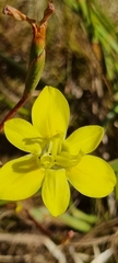 Irideae