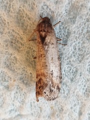 Erannis declinans