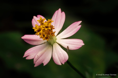 Cosmos caudatus