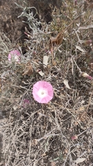 Convolvulus chilensis
