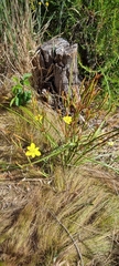 Irideae