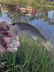 Micropterus floridanus