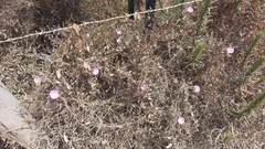 Convolvulus chilensis