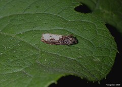 Epiblema dorsisuffusana