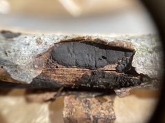 Graphostroma platystomum