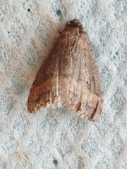 Erannis declinans