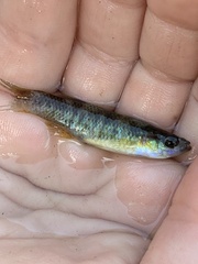 Fundulus