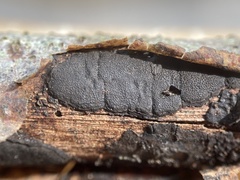 Graphostroma platystomum