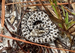 Sistrurus miliarius barbouri