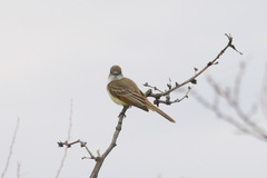 Myiarchus tyrannulus