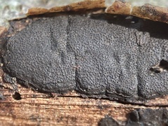 Graphostroma platystomum