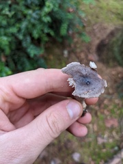 Lactarius pseudomucidus
