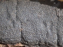 Graphostroma platystomum