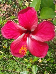 Hibiscus rosa-sinensis