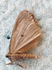Erannis declinans