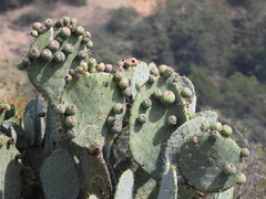 Opuntia robusta
