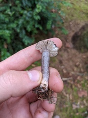 Lactarius pseudomucidus