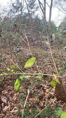 Ligustrum quihoui