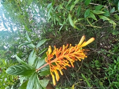 Palicourea guianensis