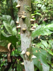 Zanthoxylum martinicense