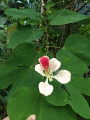 Bauhinia monandra