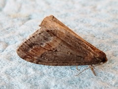 Erannis declinans